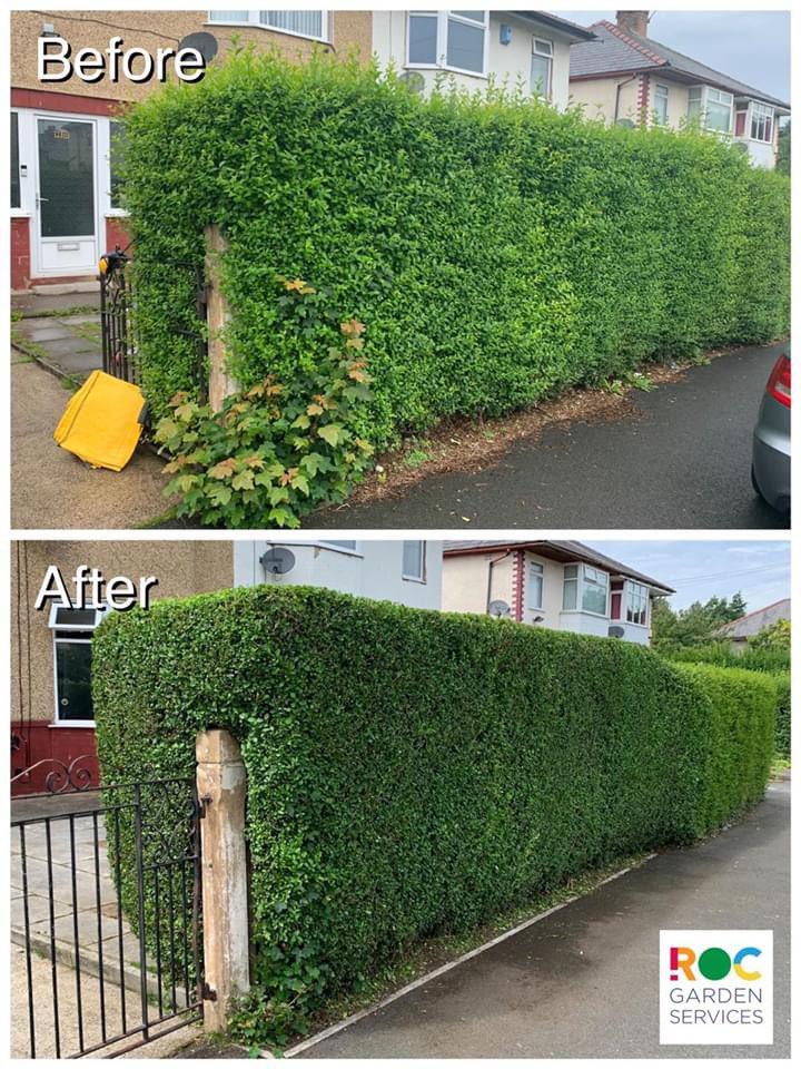 Hedge trimming before and after transformation
