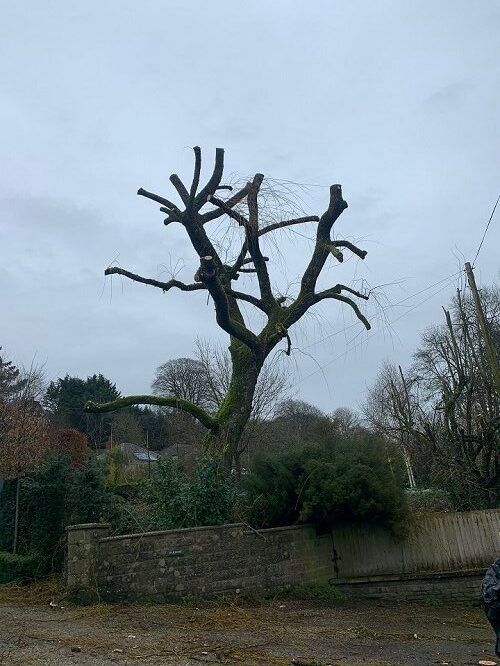 Pollarding & Shaping