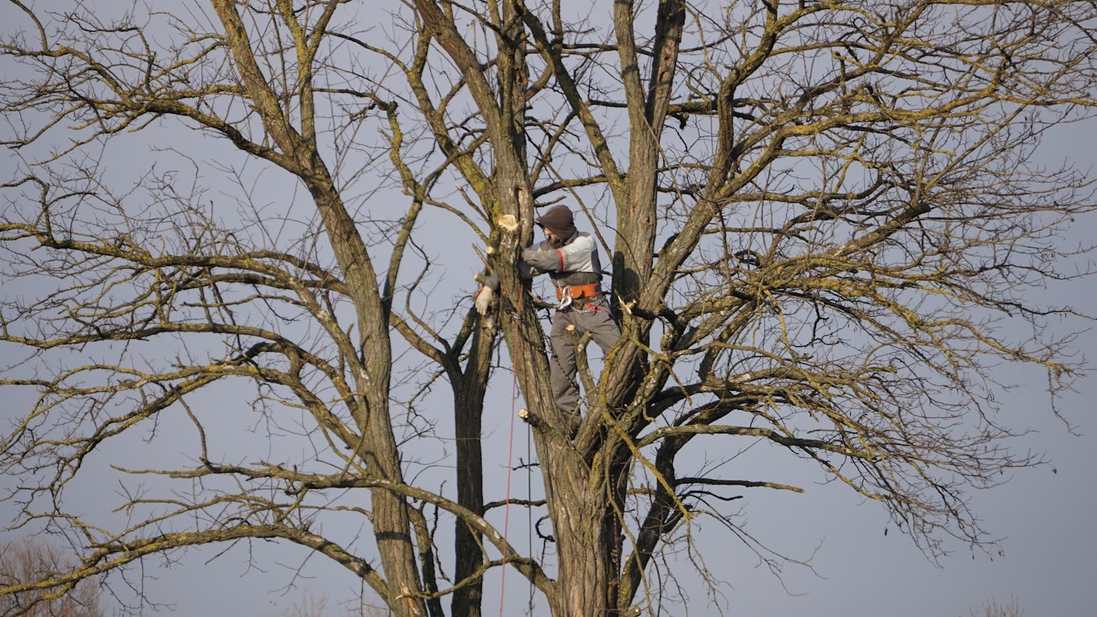 Professional arborist pruning a tree with climbing gear