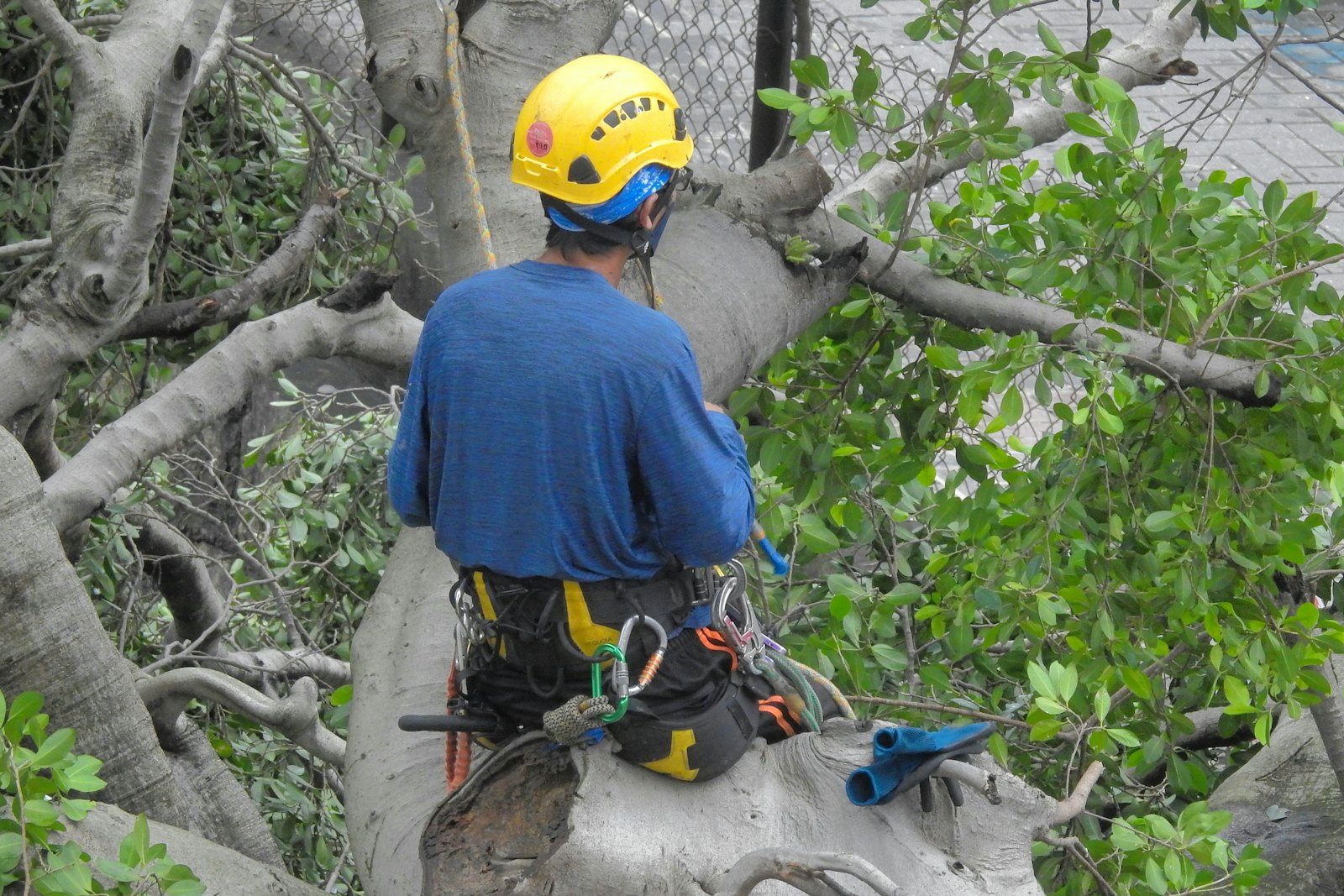 Boundary Tree Pruning — photo 3
