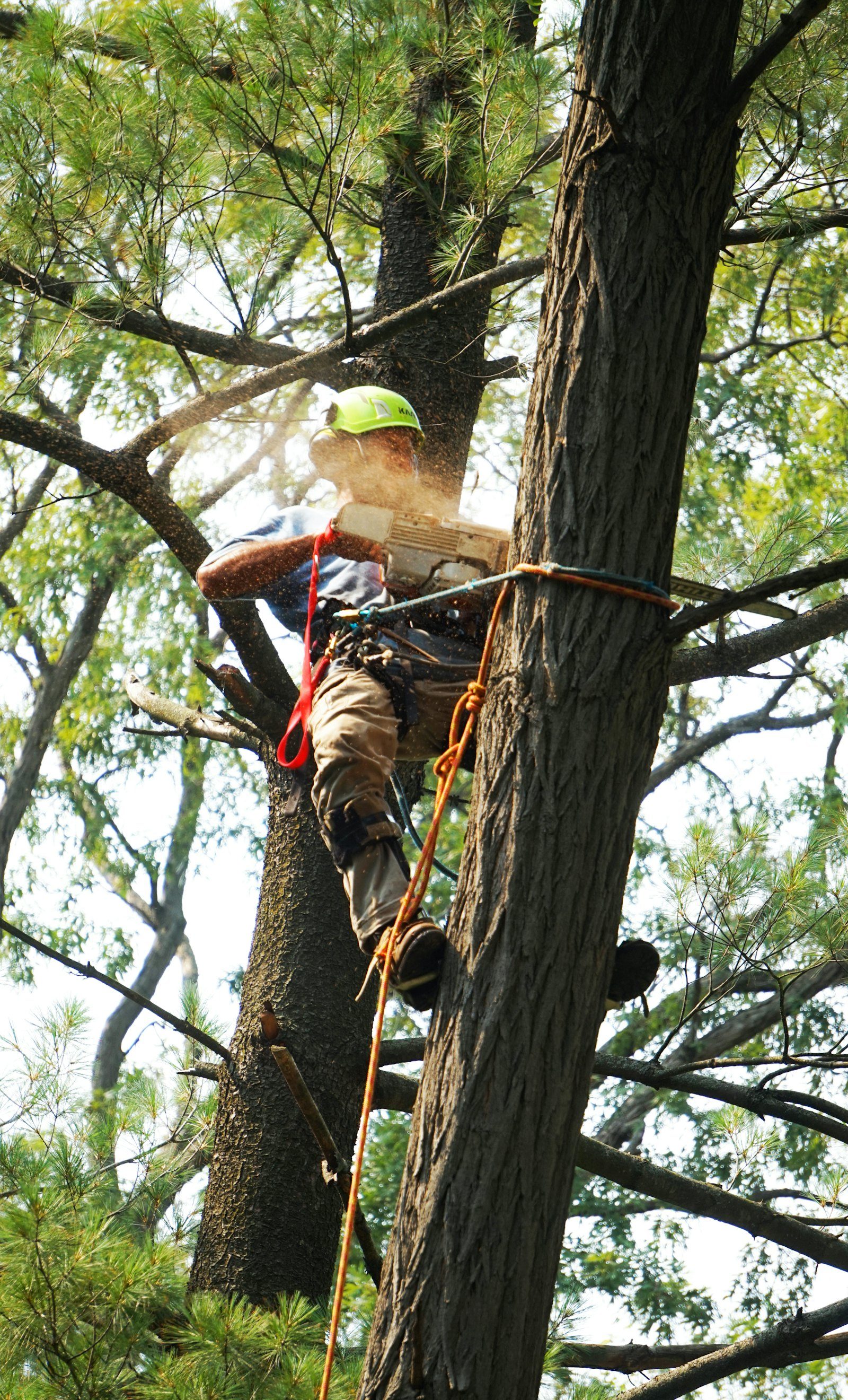 Careful tree pruning in the canopy using professional equipment