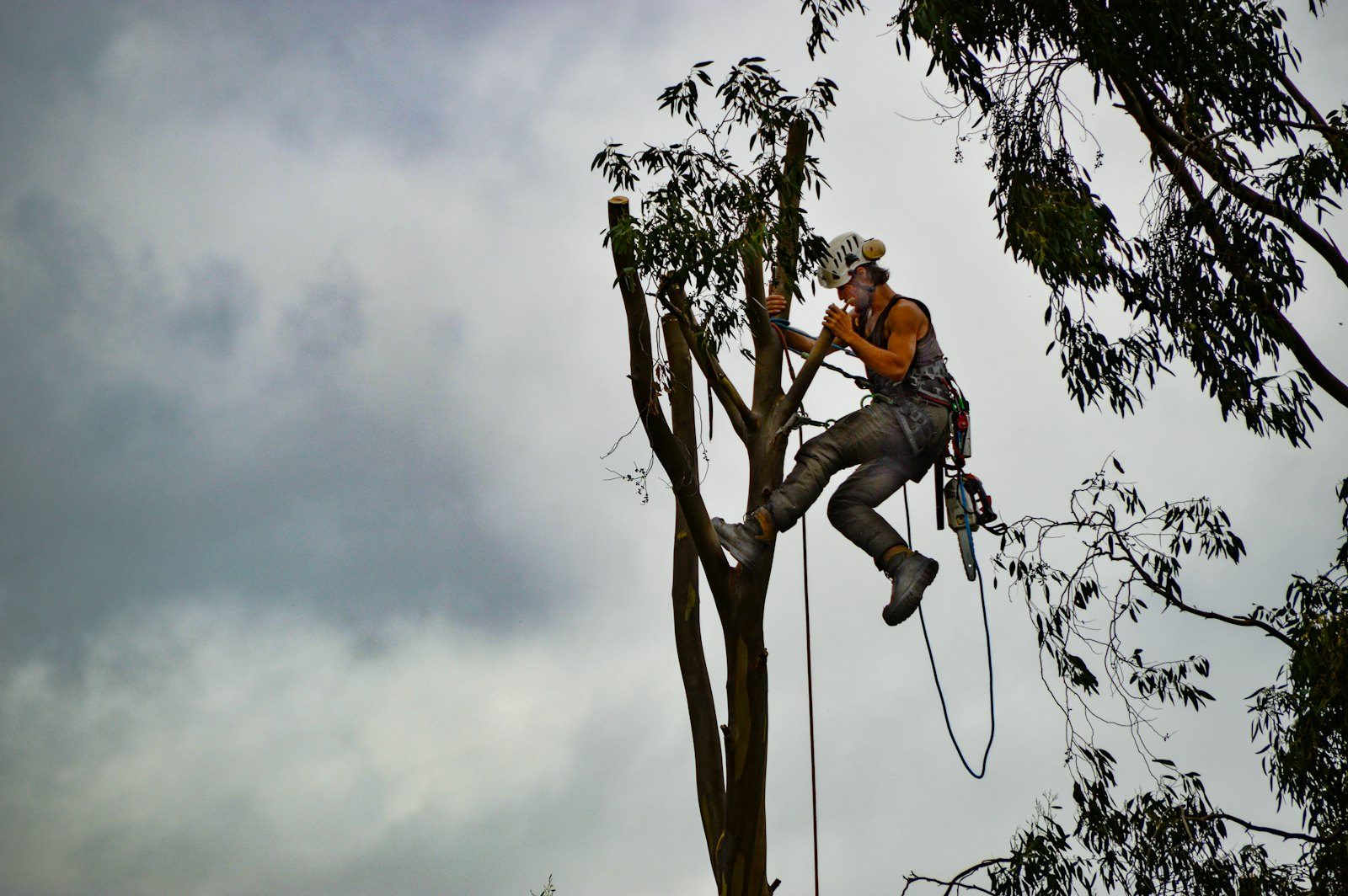 Professional tree climbing safety equipment and harness setup