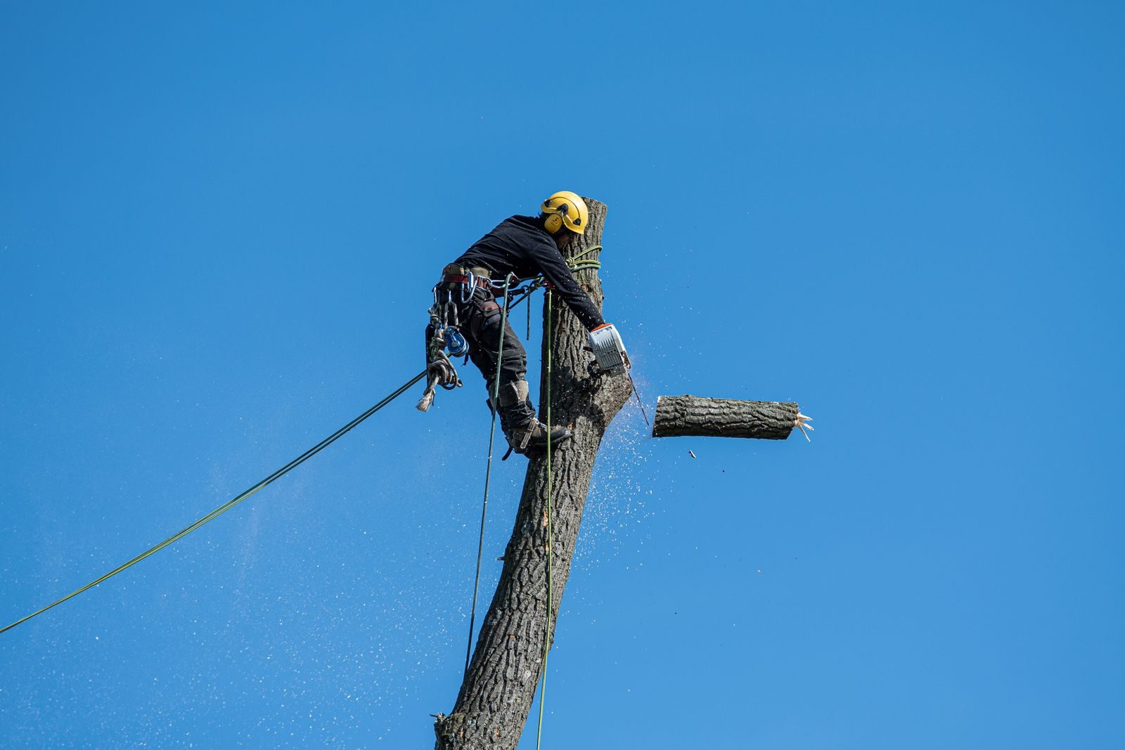 Boundary Tree Pruning — photo 4