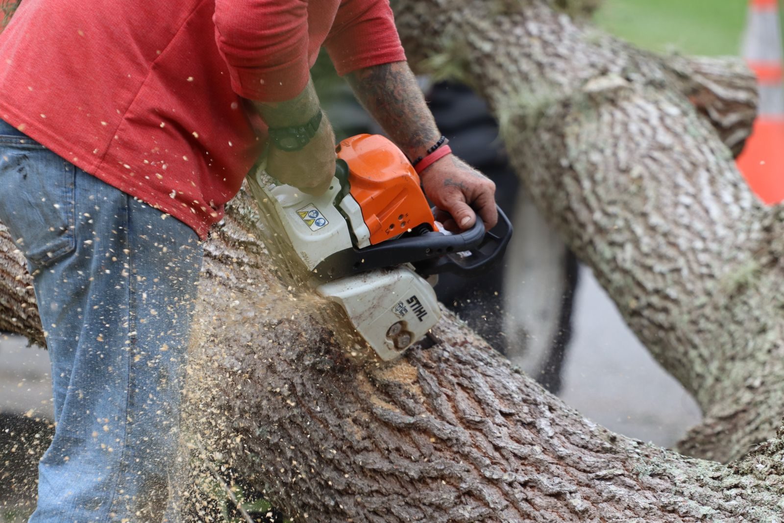 Tree Felling & Removal — photo 6