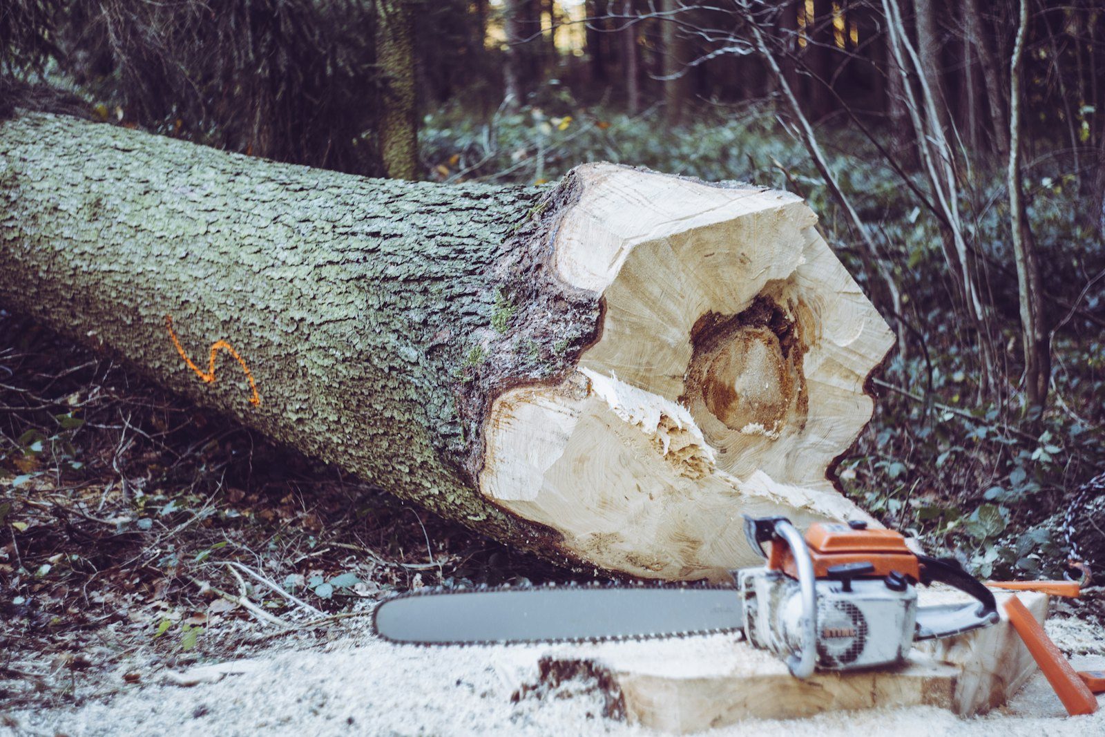 Professional tree felling and removal service in action