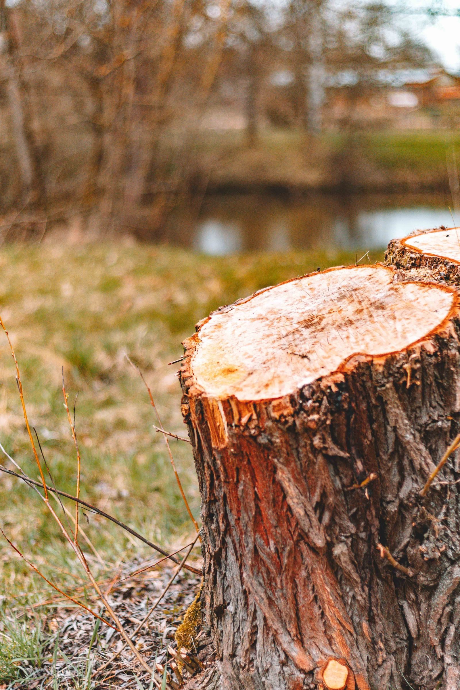 Professional tree felling in a residential garden setting