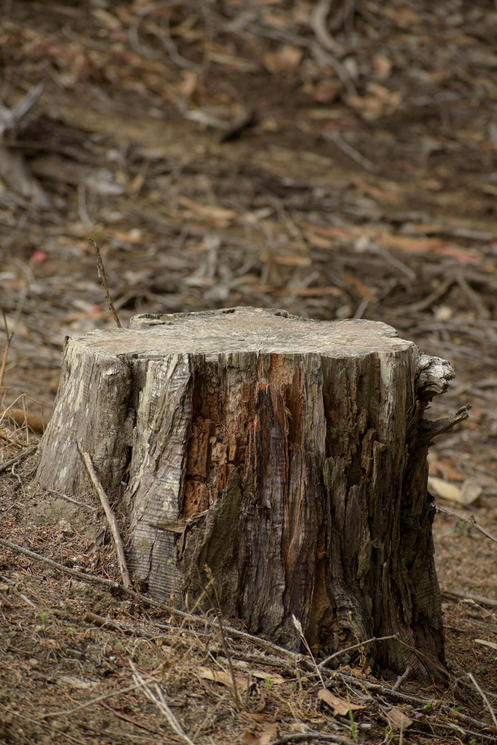 Tree Felling & Removal — photo 3