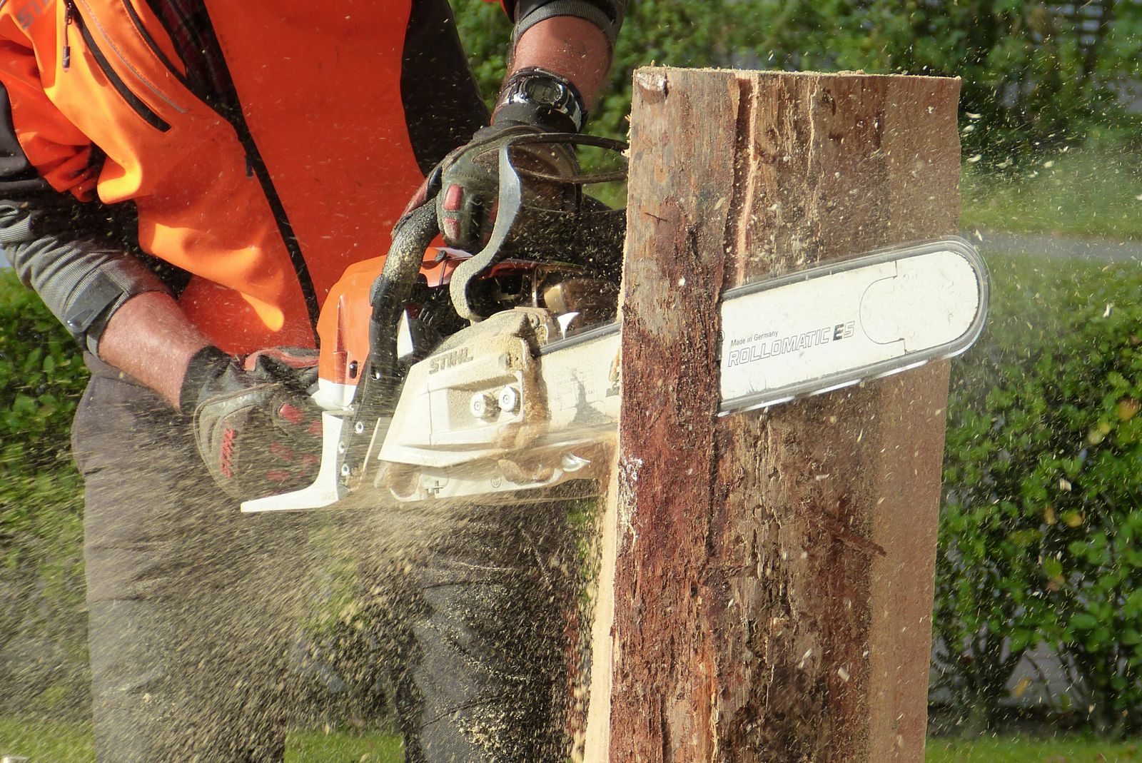 Tree Felling & Removal — photo 4