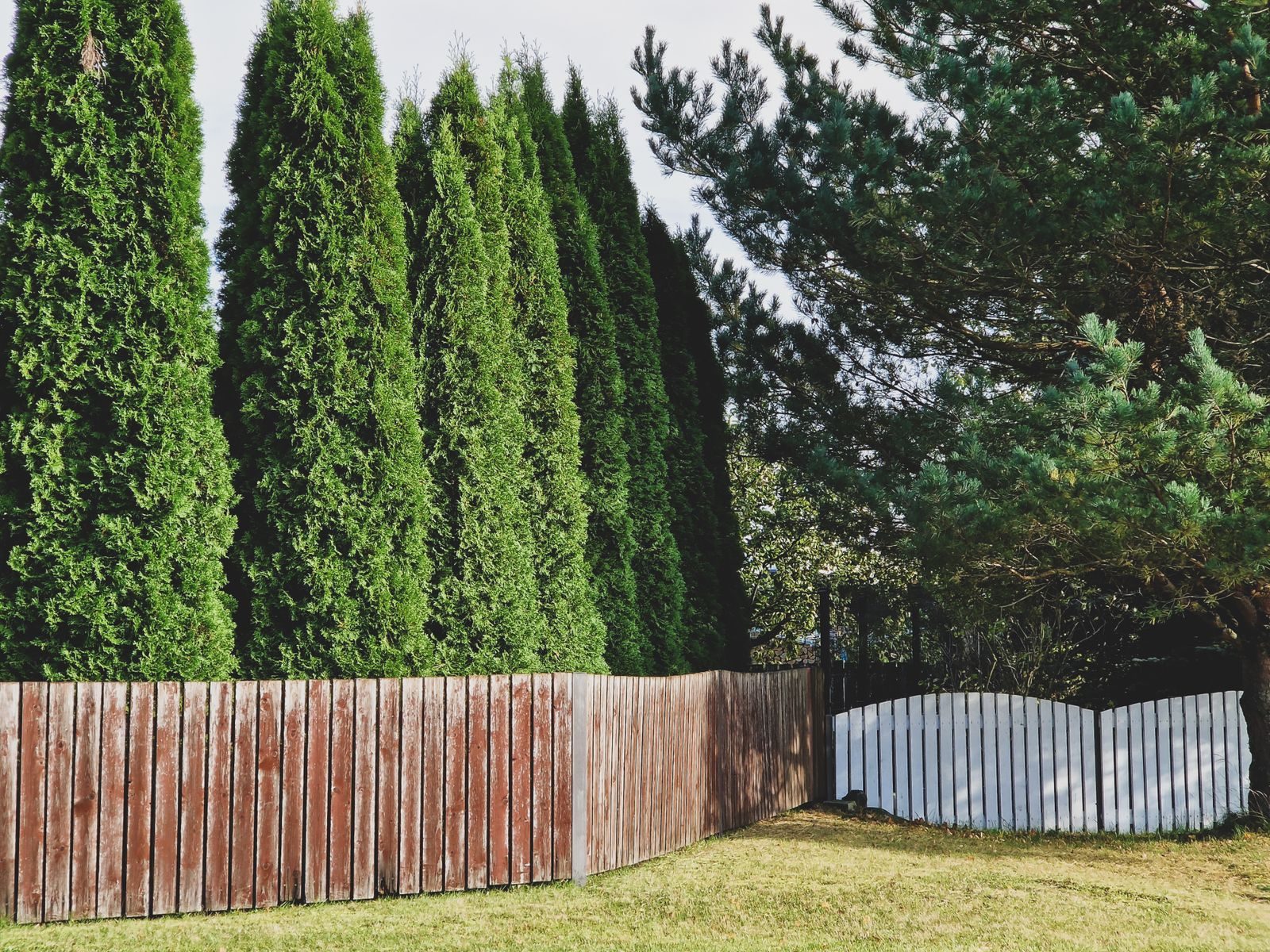 Boundary Tree Pruning