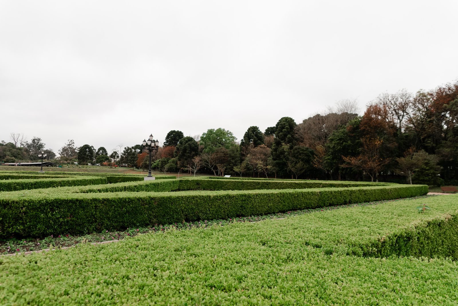 Neatly trimmed hedges in a traditional English garden