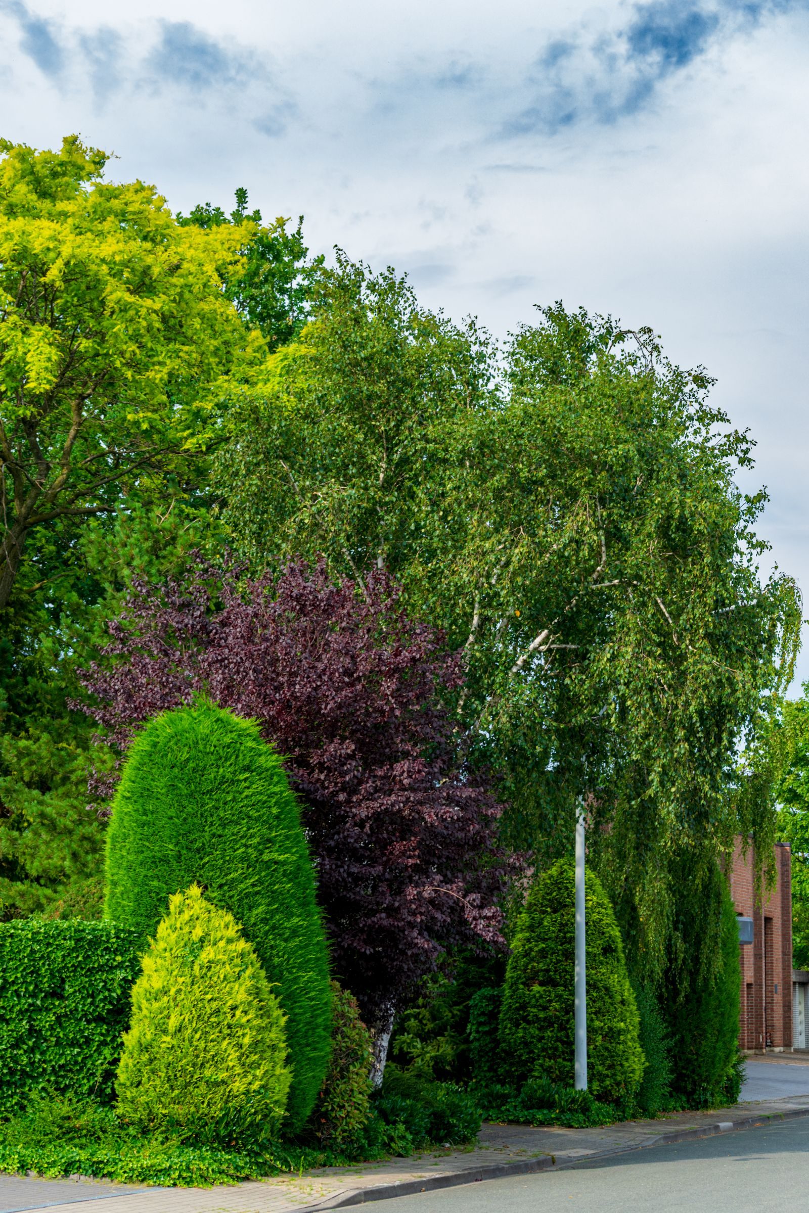 Boundary Tree Pruning — photo 5