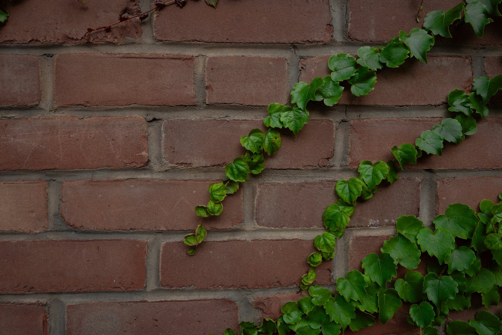 Ivy & Climbers Management