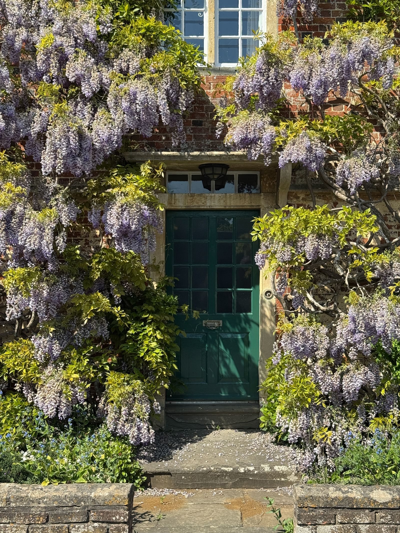 Ivy & Climbers Management — photo 3