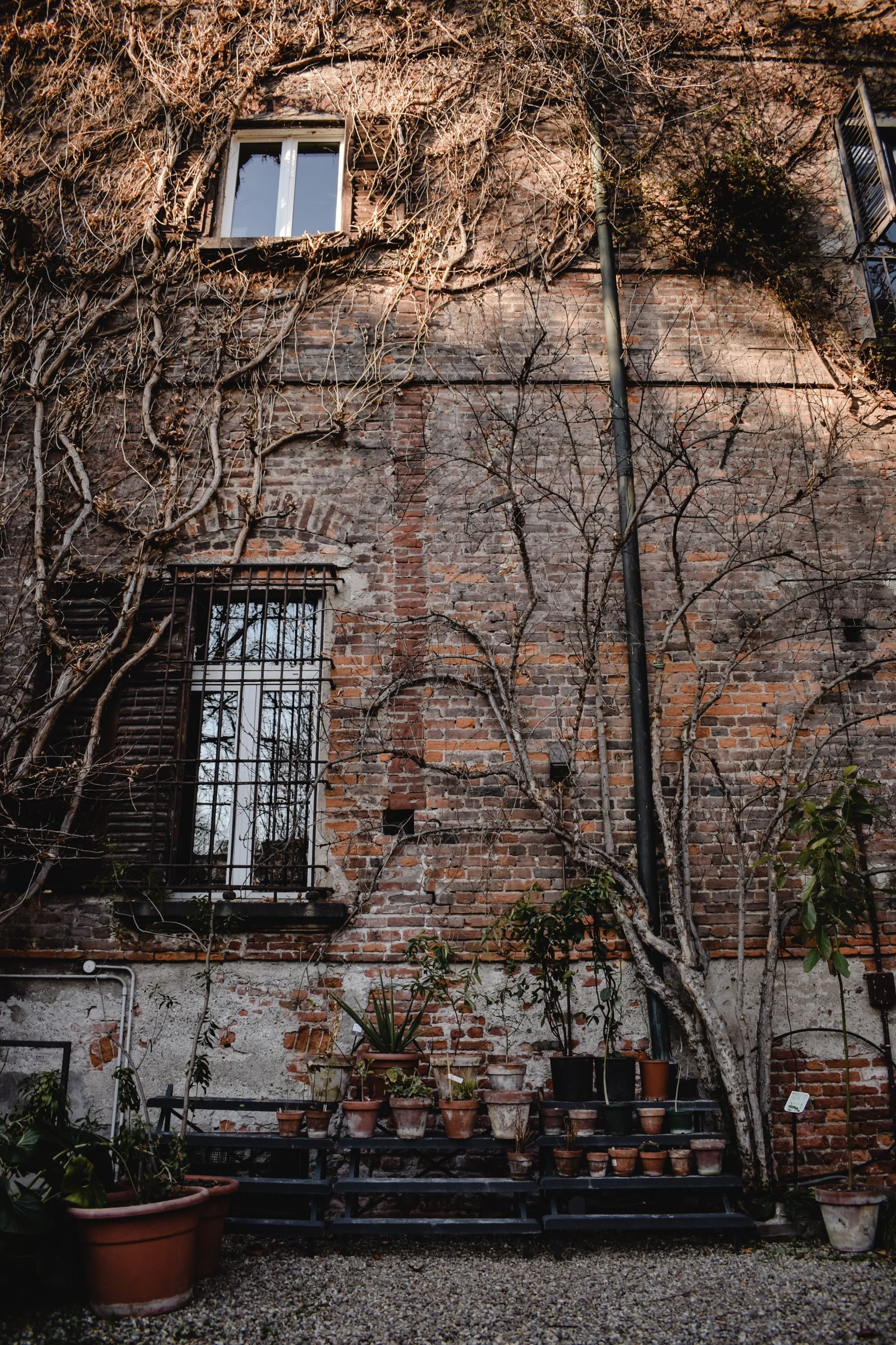 Ivy & Climbers Management — photo 4