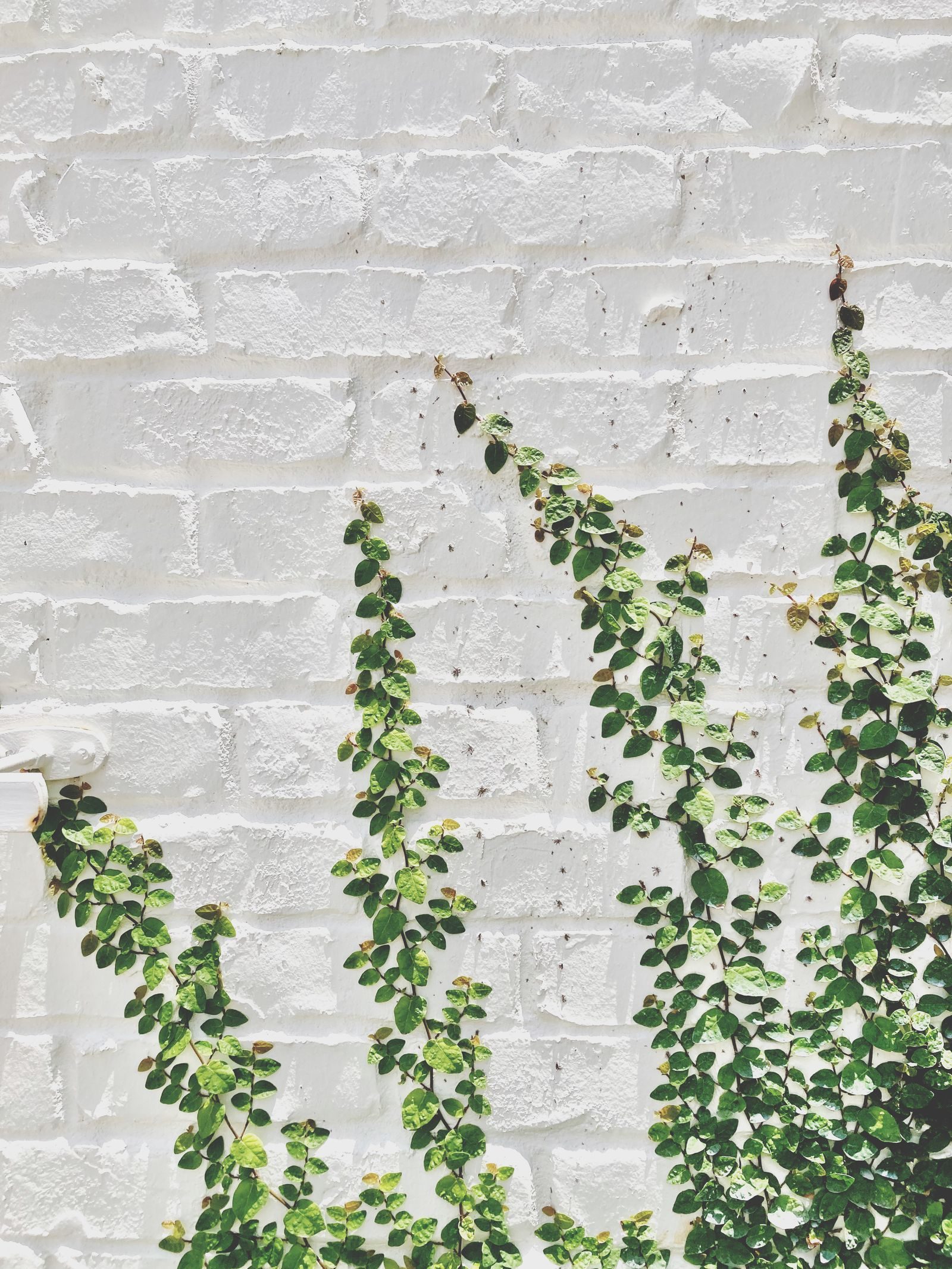 Ivy & Climbers Management — photo 5