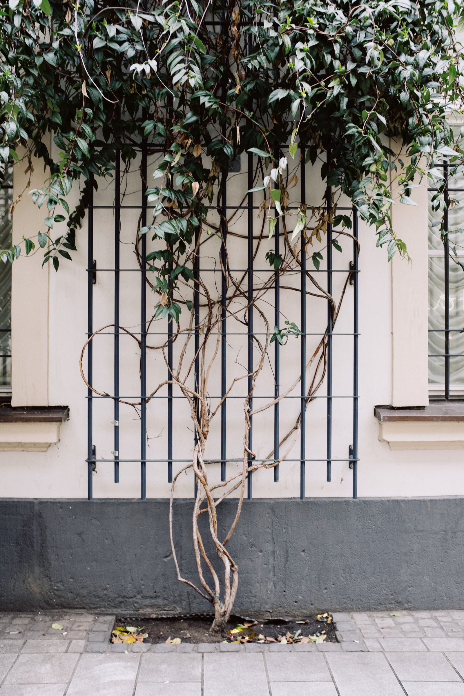 Ivy & Climbers Management — photo 6