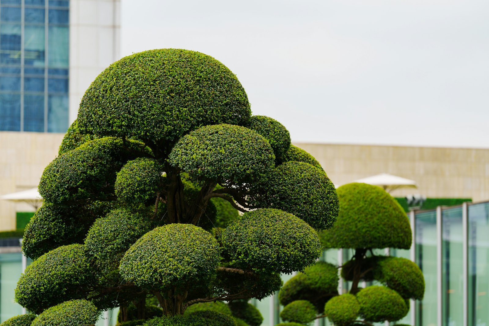 Tree Shaping