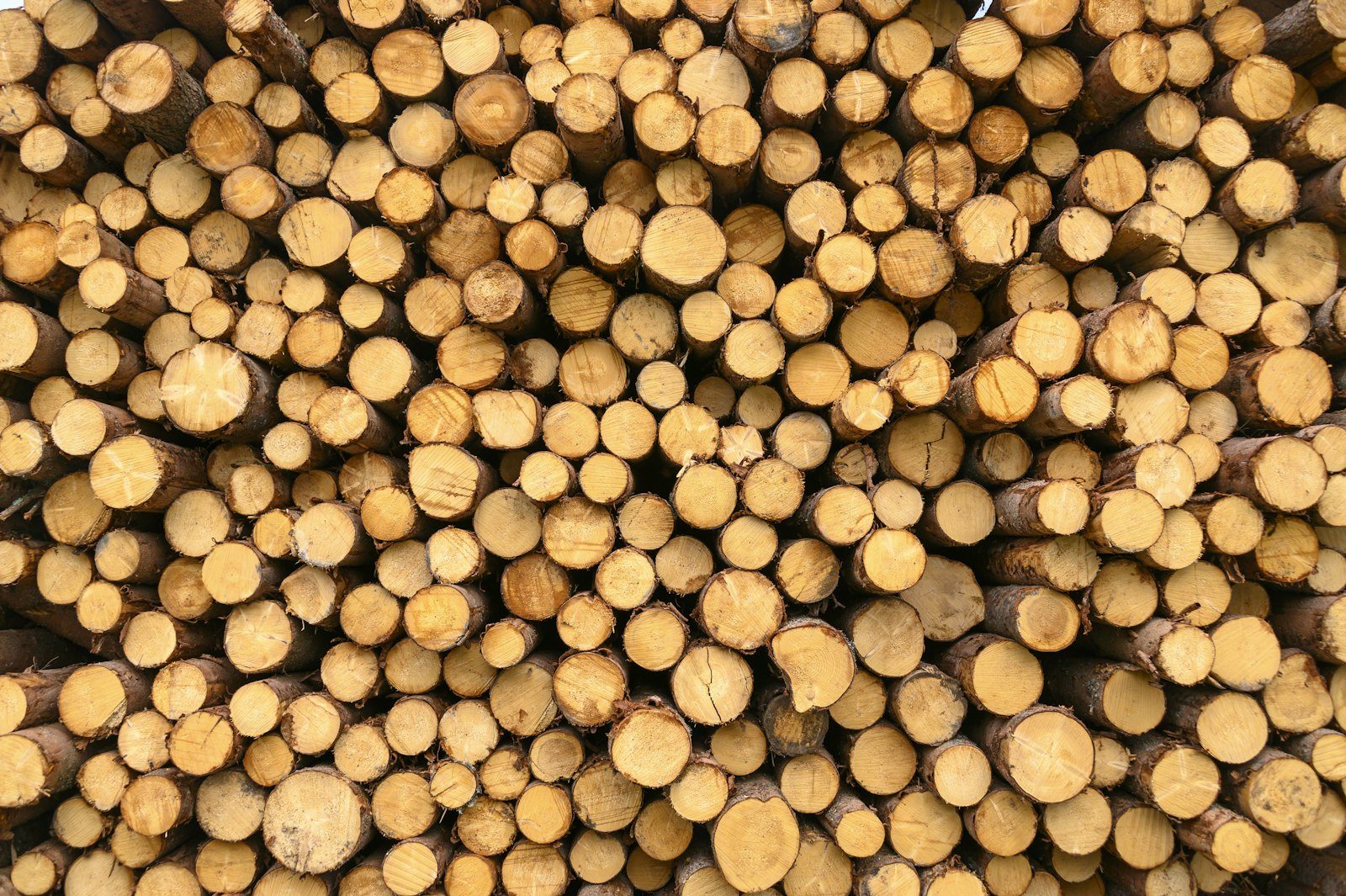 Wood chipper processing tree waste for recycling