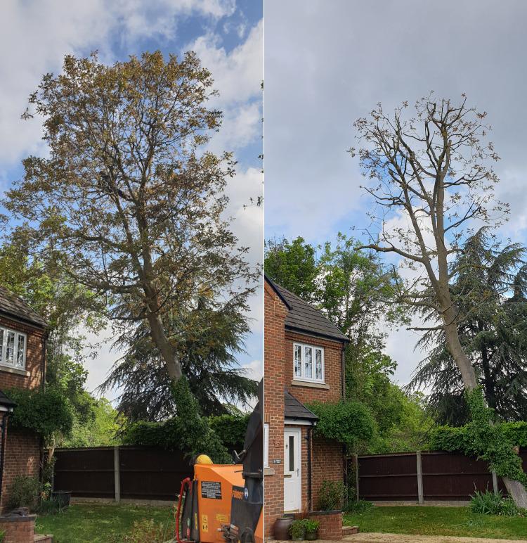 Tree crown reduction before and after