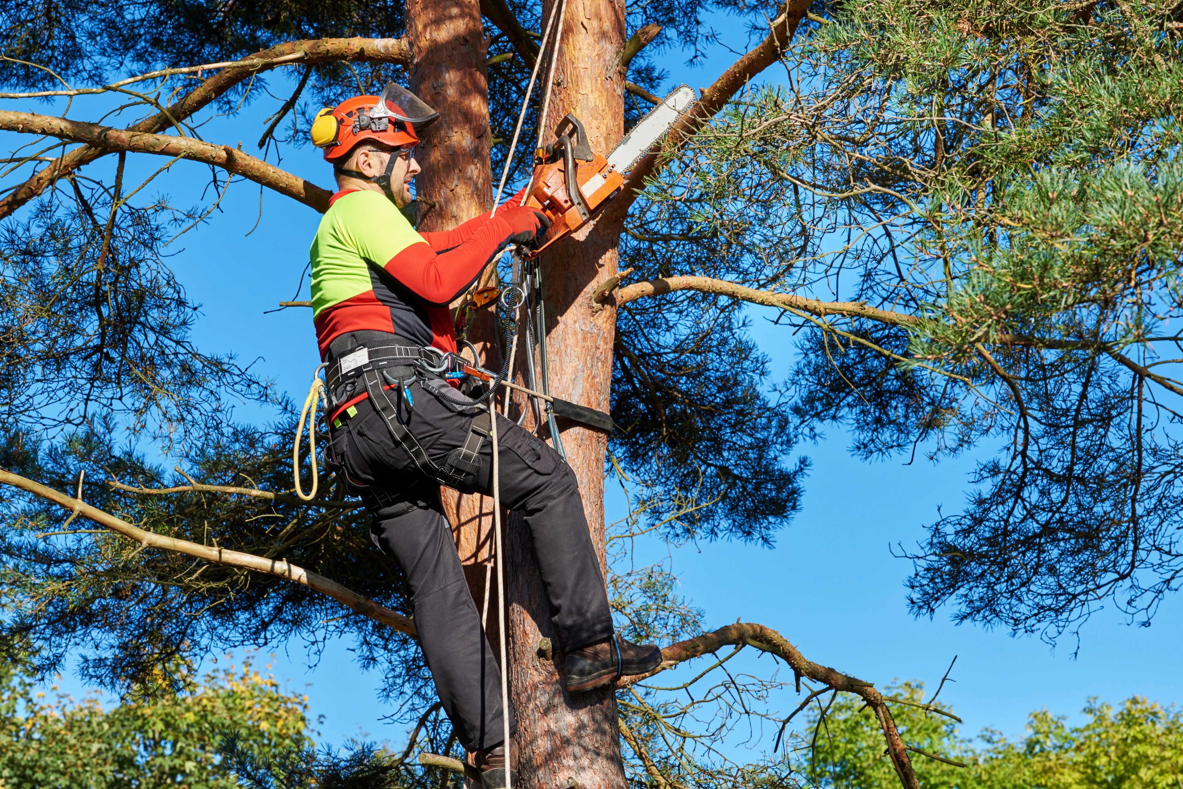 Professional tree surgeon with chainsaw in tree